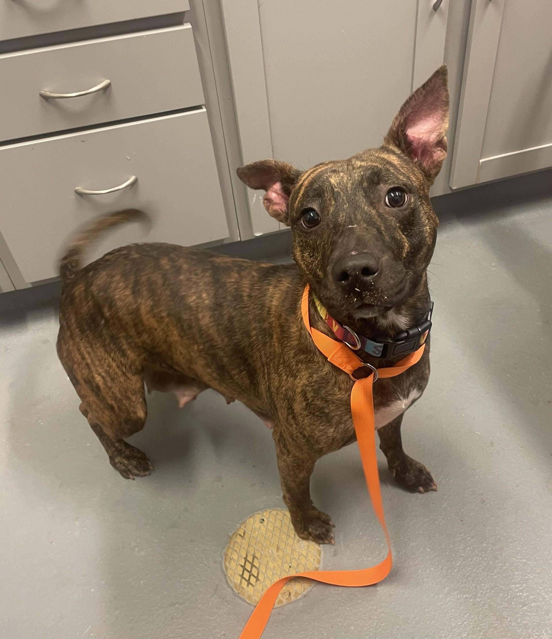 Maggie, a ADOPTABLE mixed breed in Ashland, VA image 4/4
