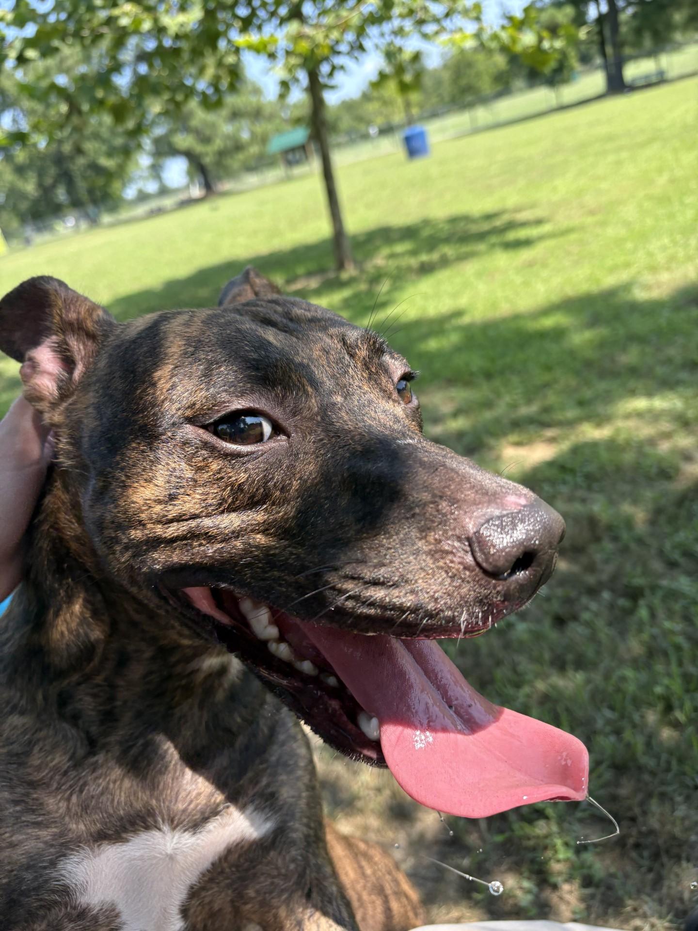 Maggie, a ADOPTABLE mixed breed in Ashland, VA image 2/4