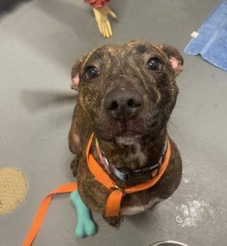 Maggie, a ADOPTABLE mixed breed in Ashland, VA image 3/4
