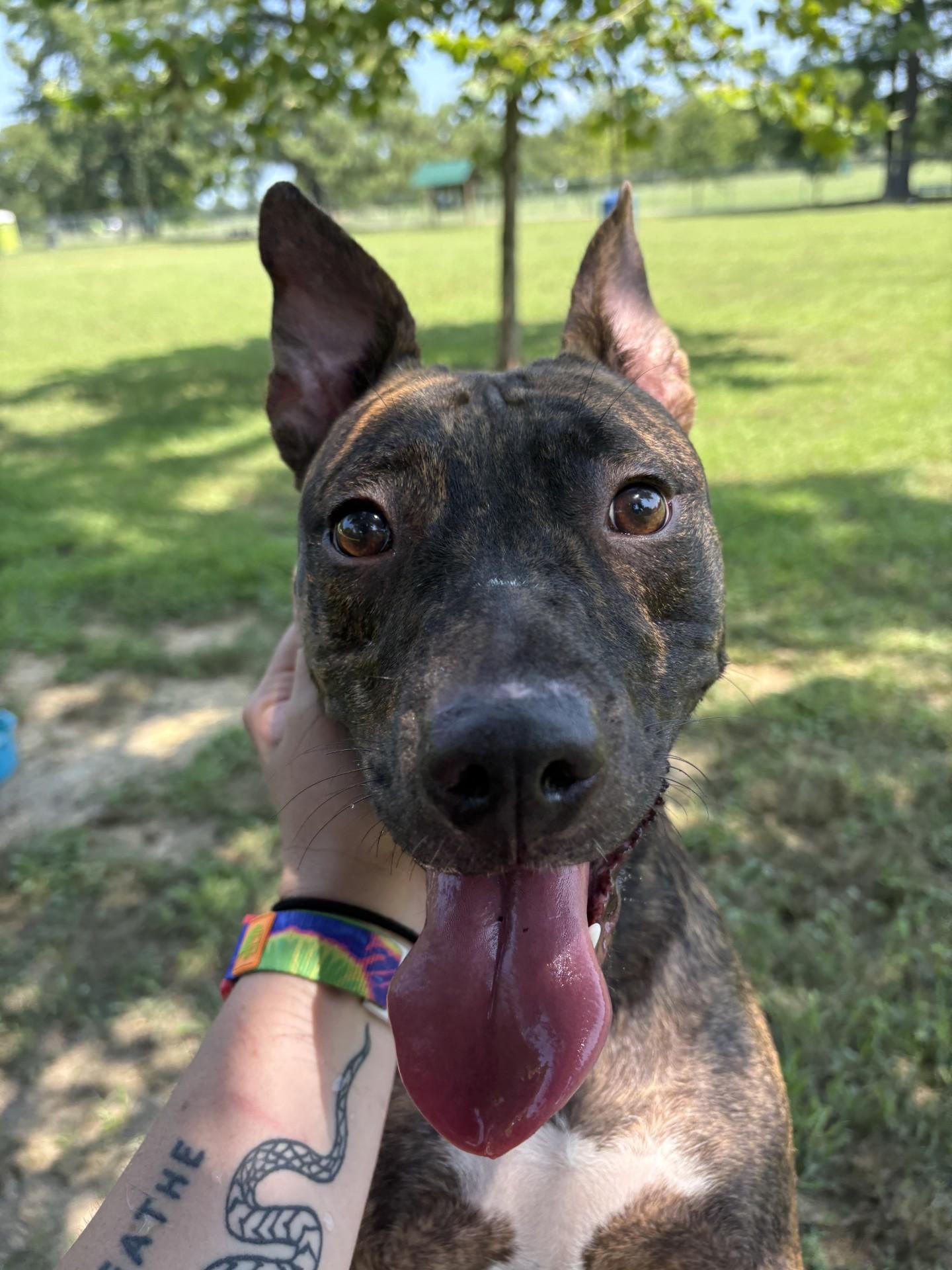 Maggie, a ADOPTABLE mixed breed in Ashland, VA image 1/4