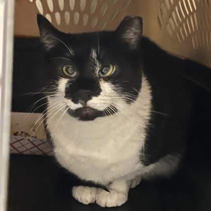 Maize, Adoptable, Adult Female Domestic Short Hair & Domestic Short Hair.