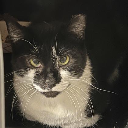 Enlarge Maize, a Adoptable mixed breed in Quakertown, PA image 2/6