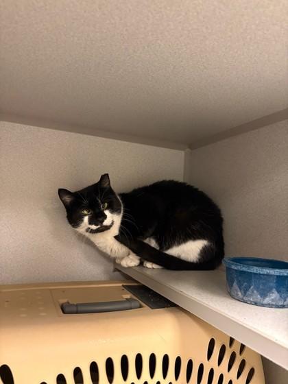 Maize, a Adoptable mixed breed in Quakertown, PA image 2/4