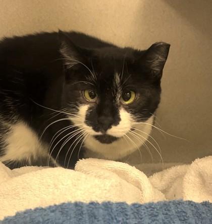 Maize, a Adoptable mixed breed in Quakertown, PA image 2/3