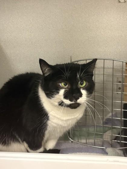 Maize, a Adoptable mixed breed in Quakertown, PA image 4/4