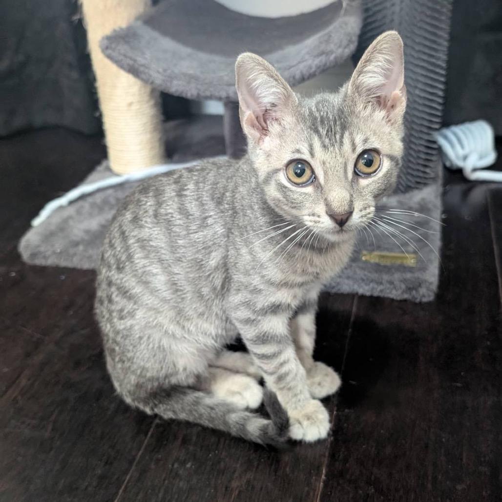 Enlarge Goose, a Adoptable Domestic Short Hair in Houston, TX image 2/3