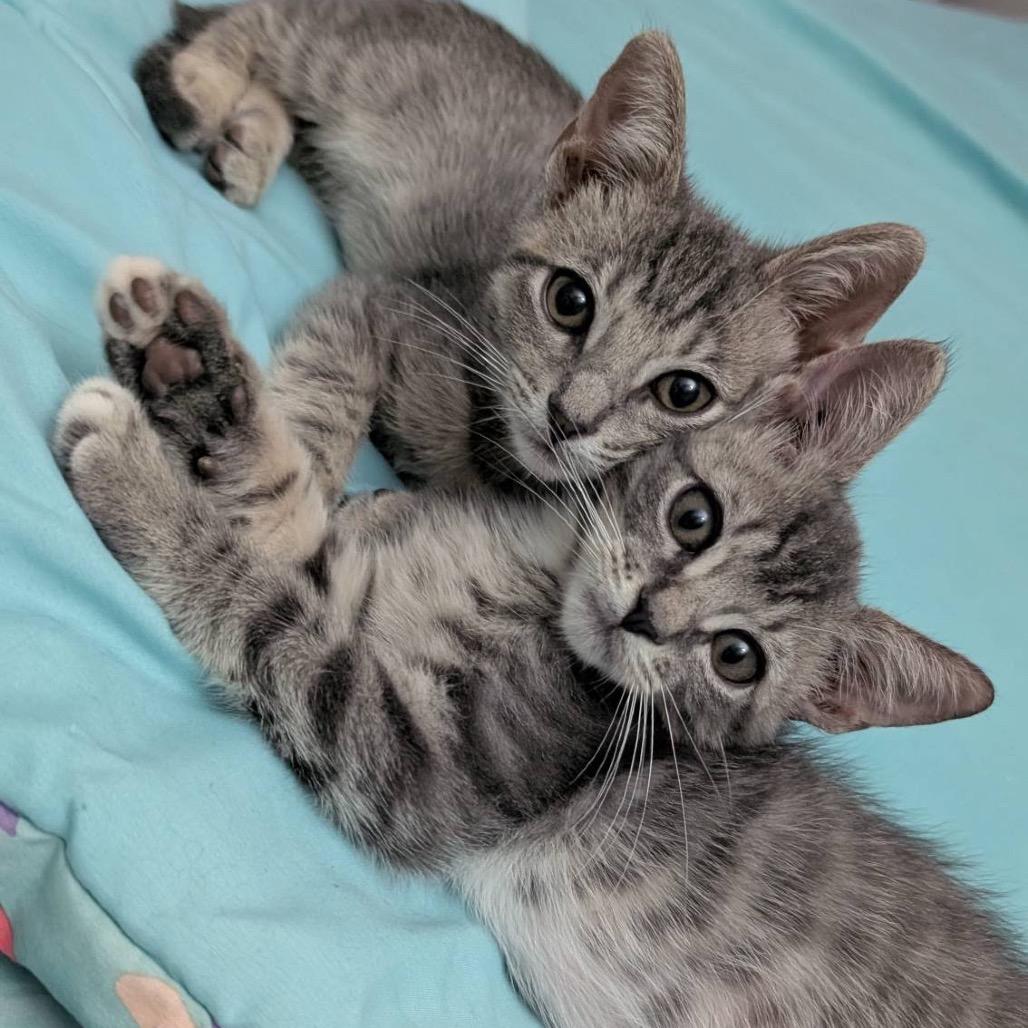 Enlarge Goose, a Adoptable Domestic Short Hair in Houston, TX image 3/3