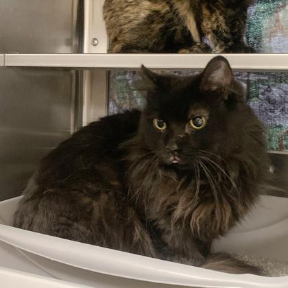 Itachi, Adoptable, Adult Female Domestic Long Hair & Domestic Short Hair.