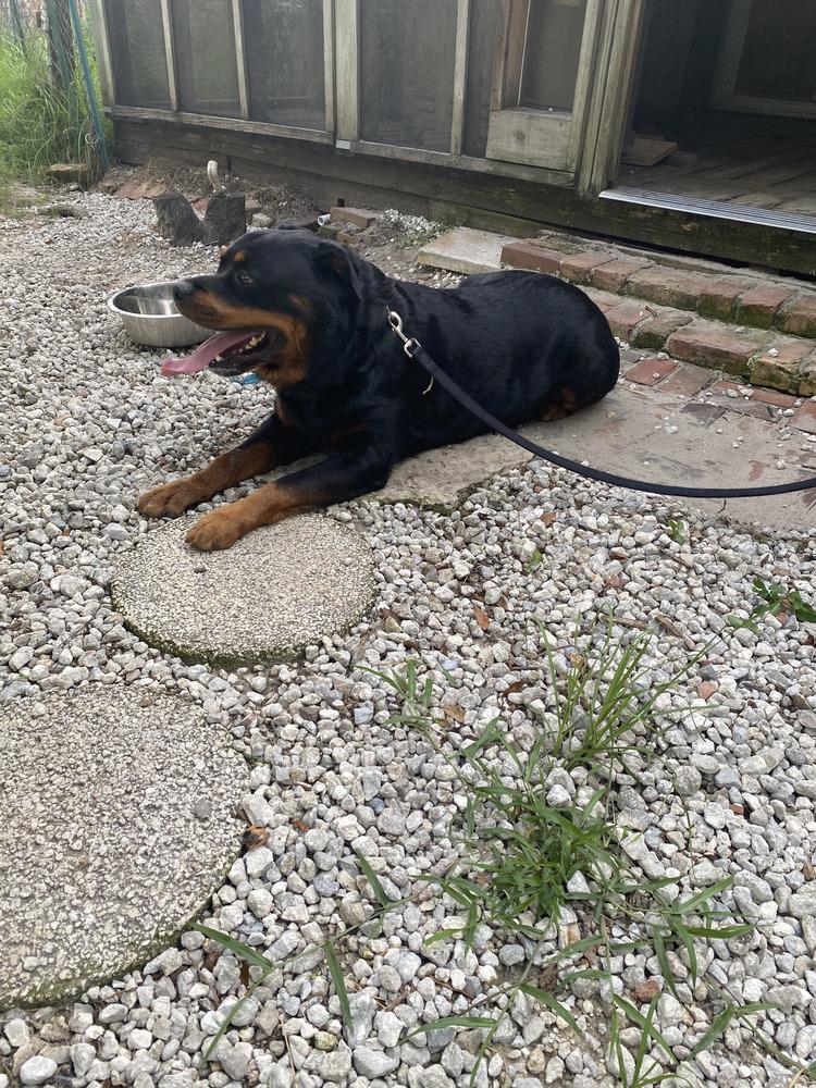 Enlarge Diesel, a Adoptable Rottweiler in Zellwood, FL image 1/6
