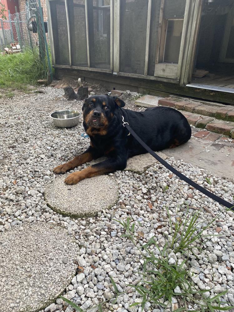 Enlarge Diesel, a Adoptable Rottweiler in Zellwood, FL image 6/6