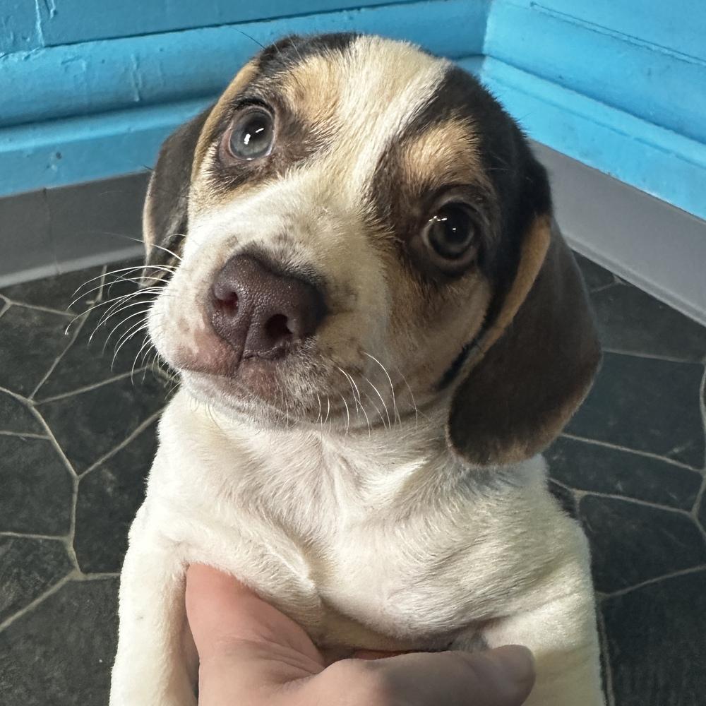 Enlarge Bailey, a Adoptable mixed breed in Columbus, OH image 1/1