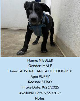 Nibbler, an adoptable Australian Cattle Dog / Blue Heeler in Portales, NM, 88130 | Photo Image 1
