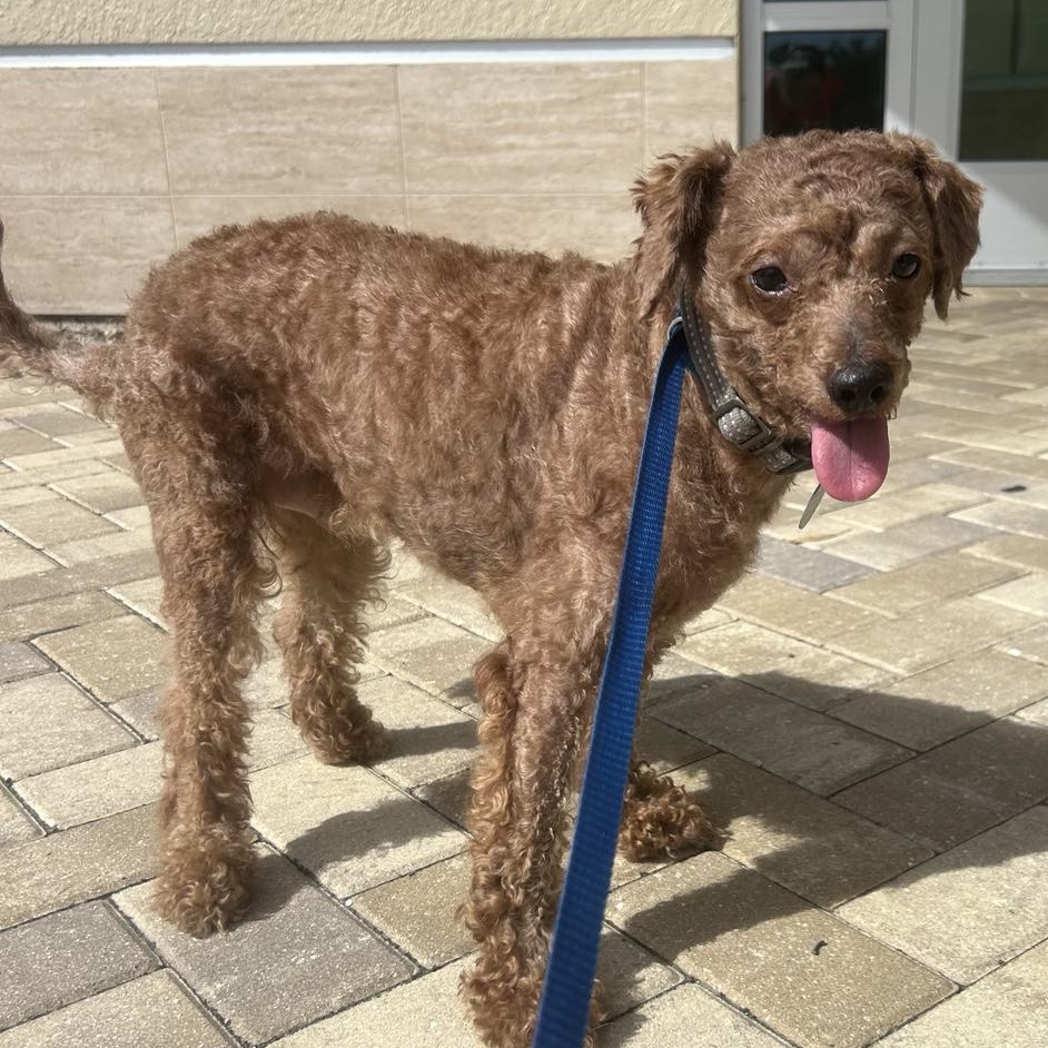 Dog for adoption Donnie and Dudley, a Miniature Poodle in Cape Coral
