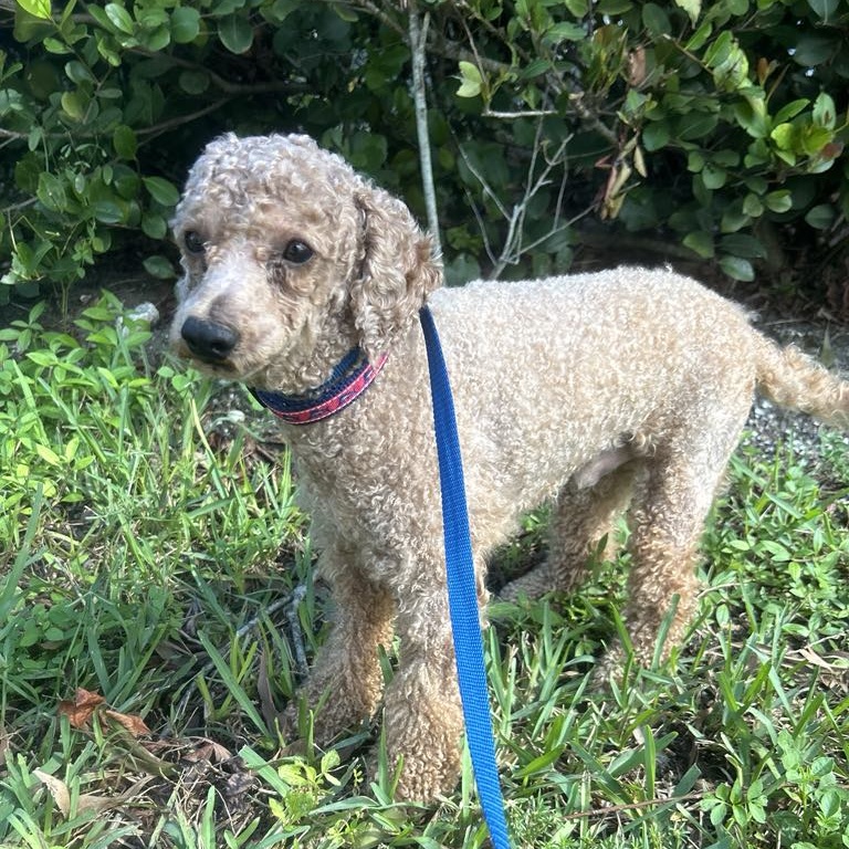 Dog for adoption Donnie and Dudley, a Miniature Poodle in Cape Coral