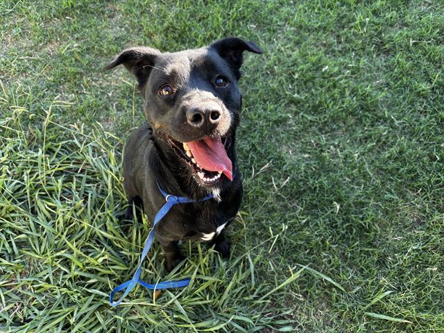 Enlarge BUBBLEGUM PRINCE, a Adoptable mixed breed in Grand Prairie, TX image 1/1