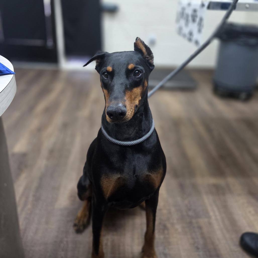 Faine, Adoptable, Adult Female Doberman Pinscher.