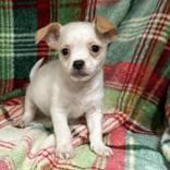 Enlarge Willow, an adopted mixed breed in Portsmouth, OH image 1/1