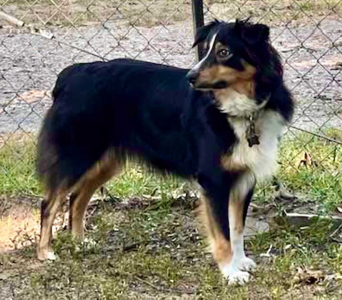 Enlarge ARPH #14376 - June, a Adoptable Australian Shepherd in North Richland Hills, TX image 3/5