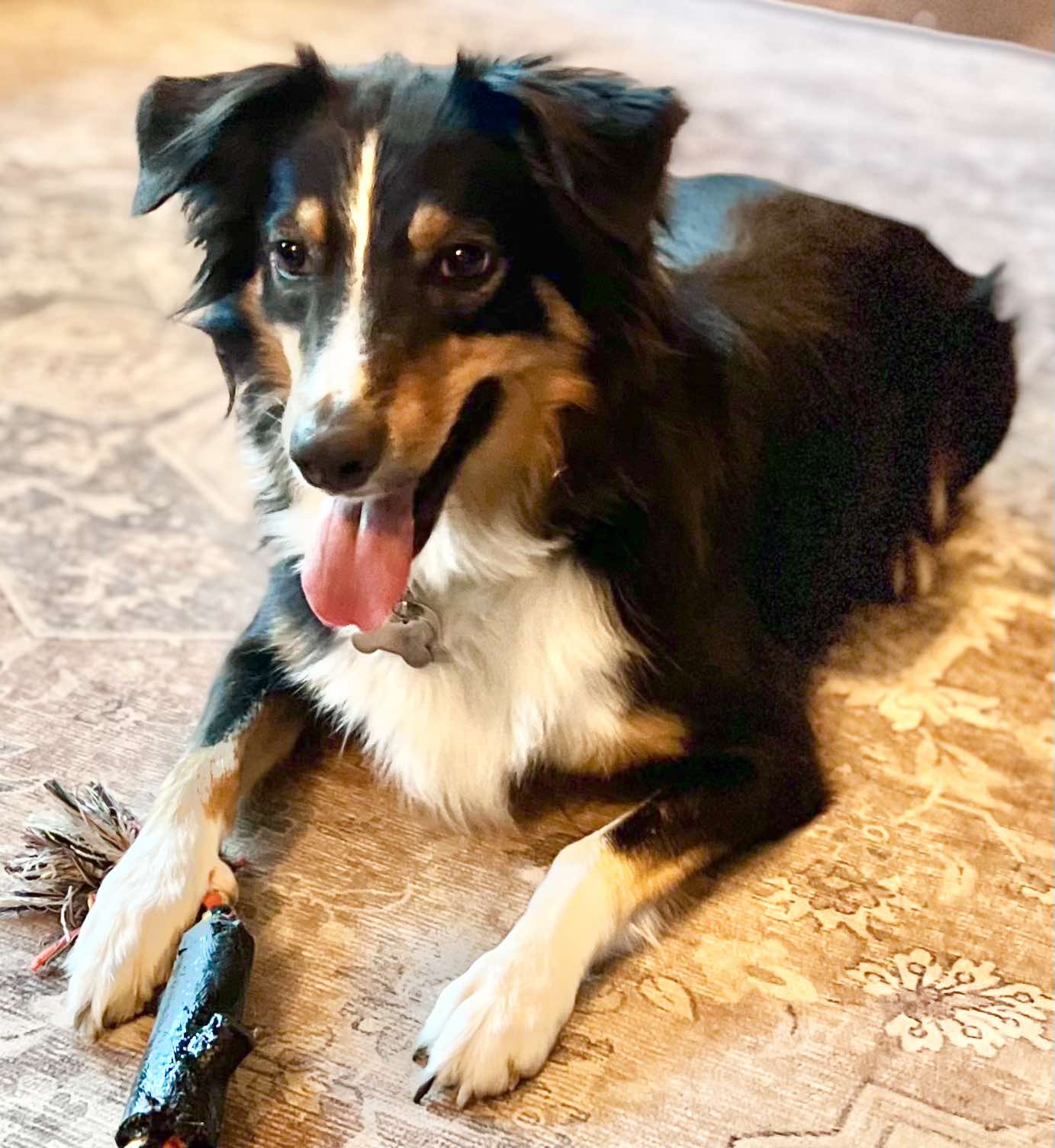 ARPH #14376 - June, a Adoptable Australian Shepherd in North Richland Hills, TX image 1/18