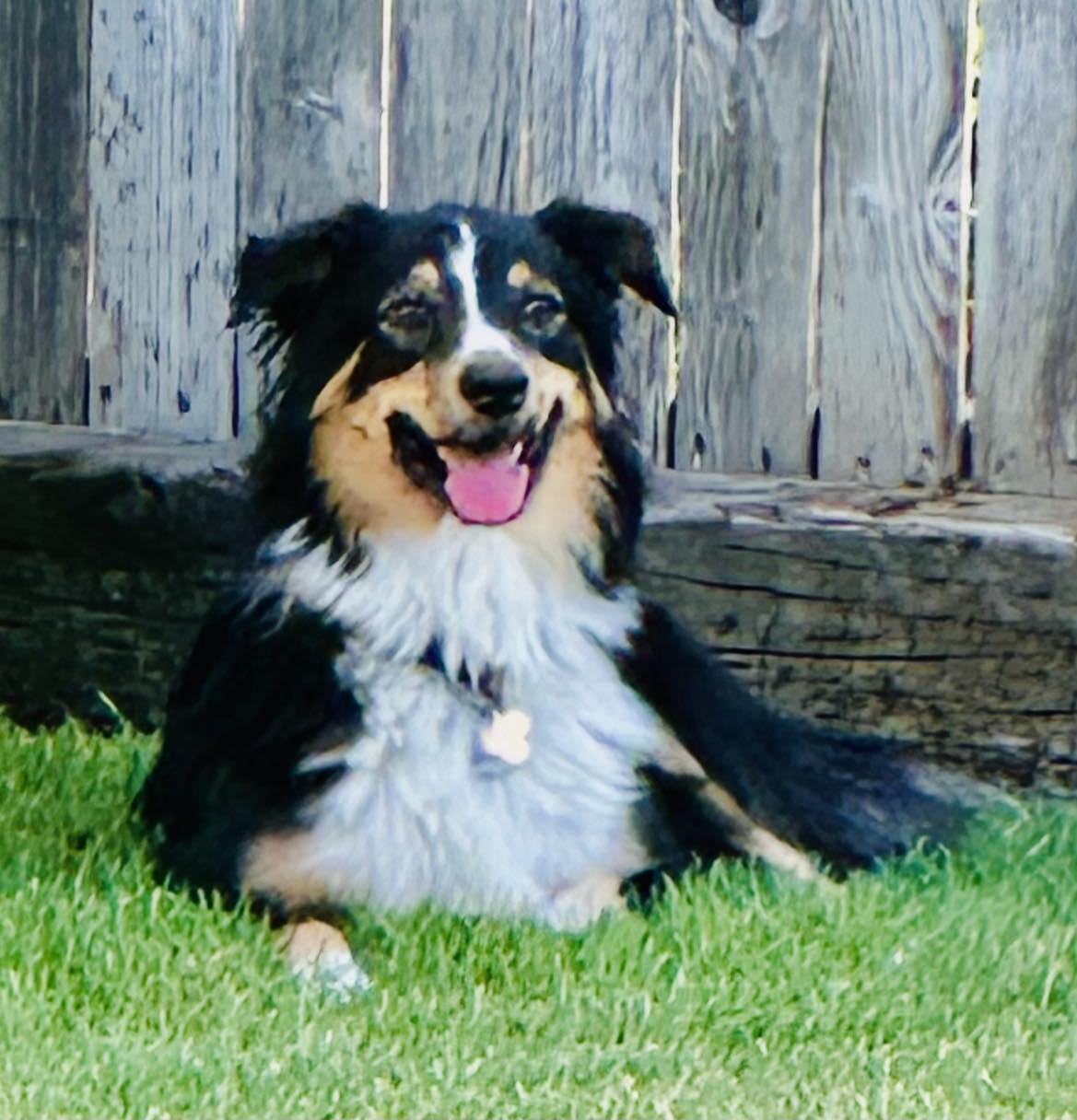 Enlarge ARPH #14376 - June, a Adoptable Australian Shepherd in North Richland Hills, TX image 8/18