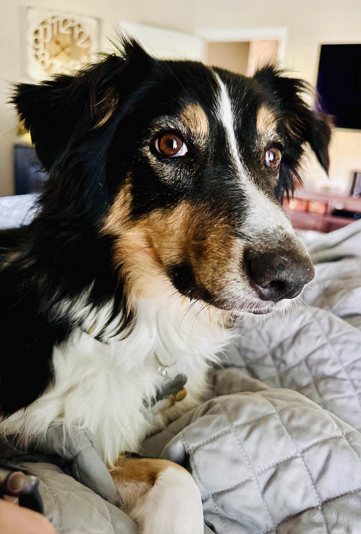 Enlarge ARPH #14376 - June, a Adoptable Australian Shepherd in North Richland Hills, TX image 15/18