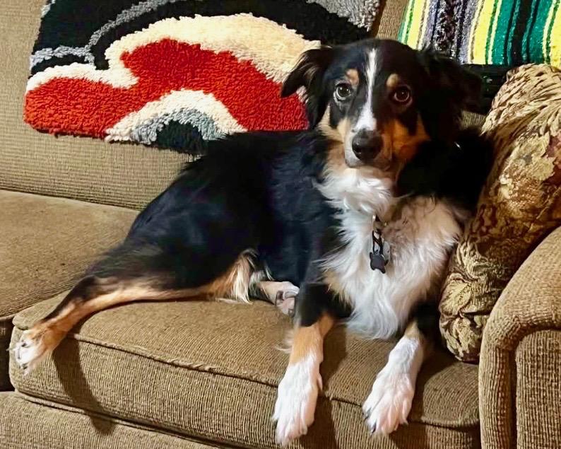 Enlarge ARPH #14376 - June, a Adoptable Australian Shepherd in North Richland Hills, TX image 5/5