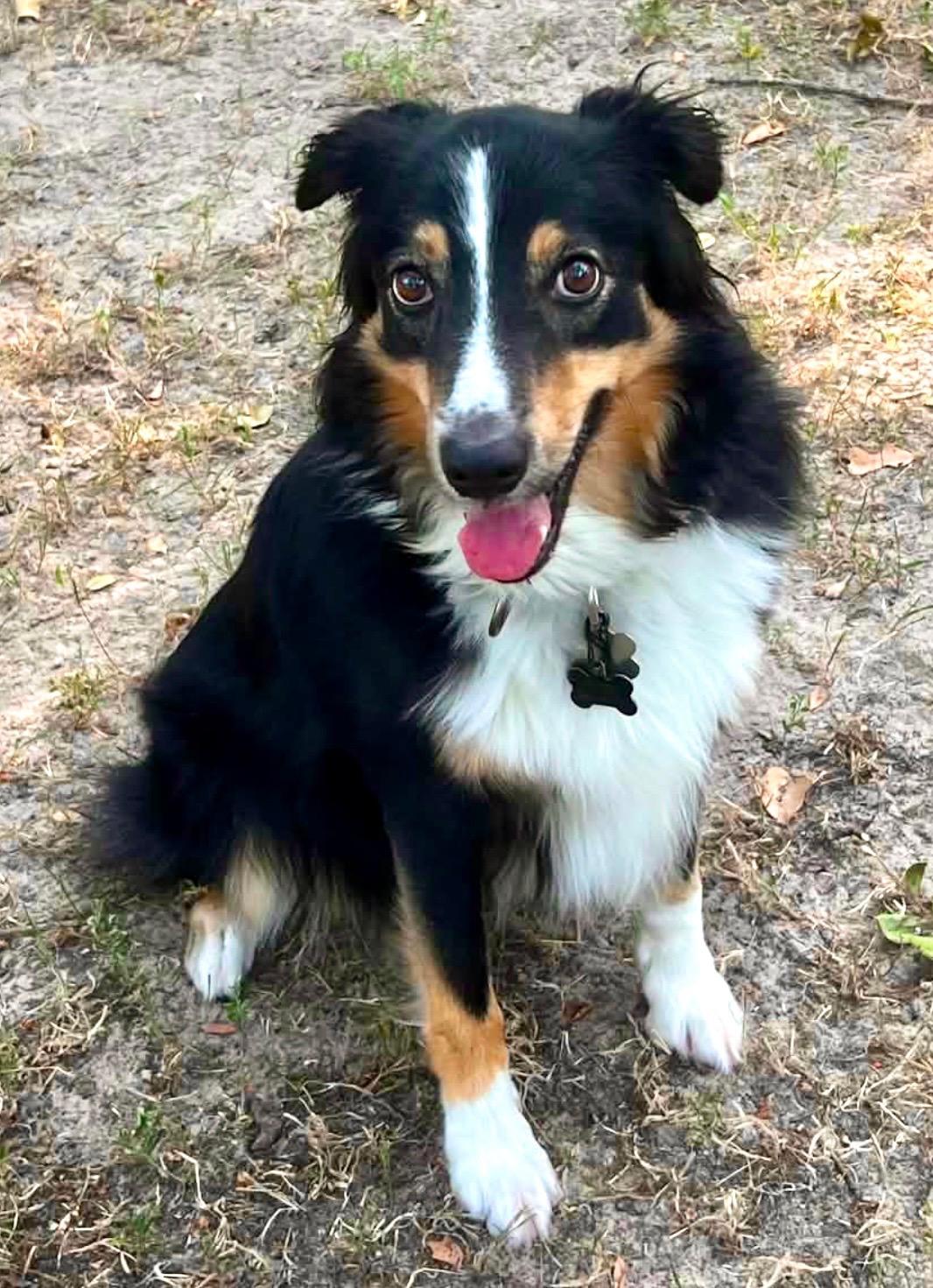 Enlarge ARPH #14376 - June, a Adoptable Australian Shepherd in North Richland Hills, TX image 2/5