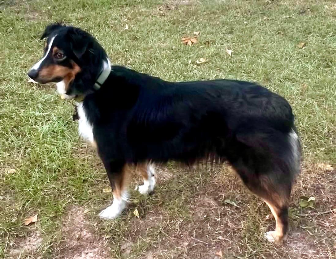 Enlarge ARPH #14376 - June, a Adoptable Australian Shepherd in North Richland Hills, TX image 4/5