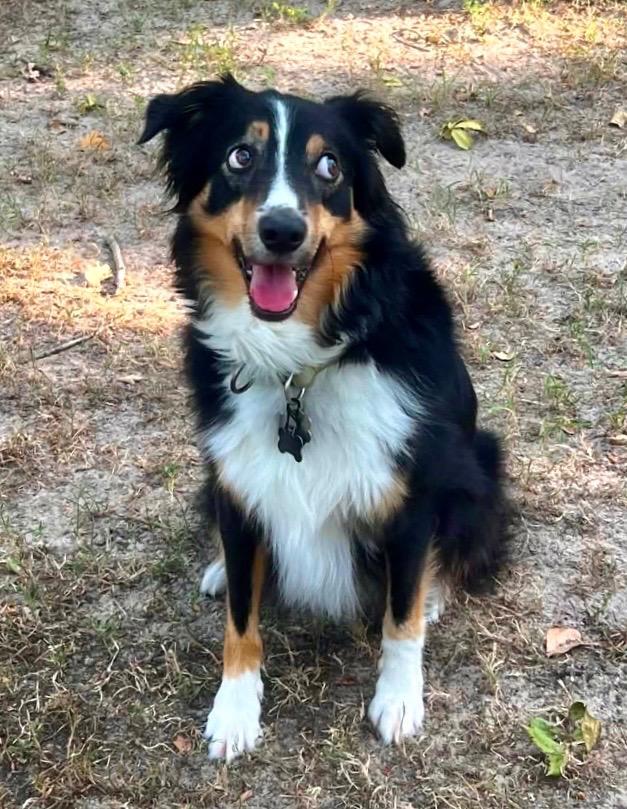 ARPH #14376 - June, Adoptable, Adult Female Australian Shepherd.