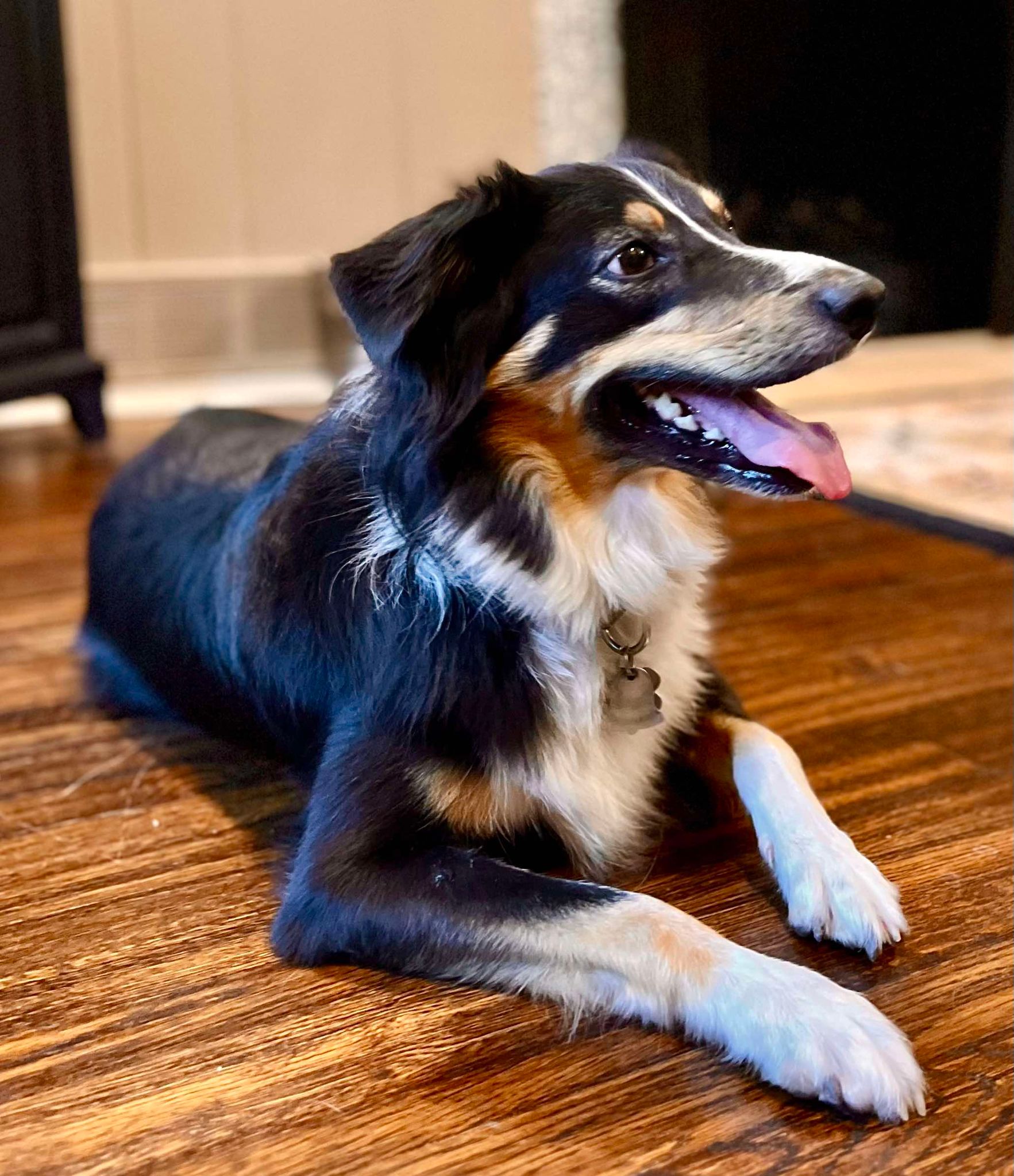 Enlarge ARPH #14376 - June, a Adoptable Australian Shepherd in North Richland Hills, TX image 17/18