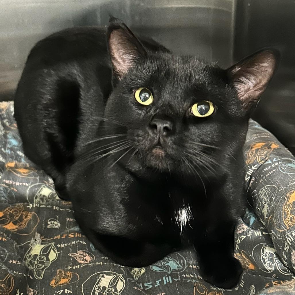 Phantum, Adoptable, Young Male Domestic Short Hair.