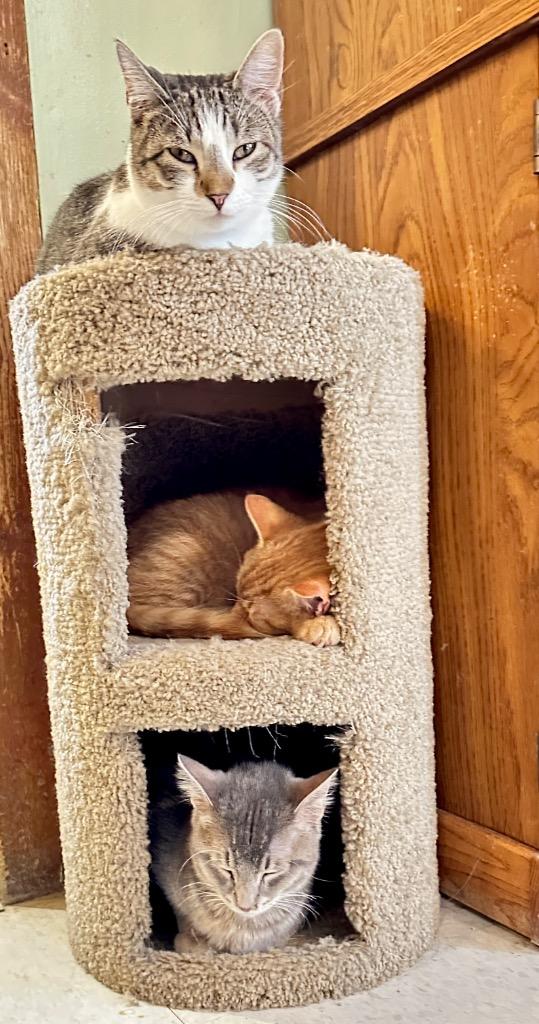 Evangeline, Adoptable, Young Female Domestic Short Hair.