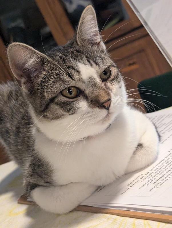 Enlarge Evangeline, a Adoptable mixed breed in Rice Lake, WI image 1/1