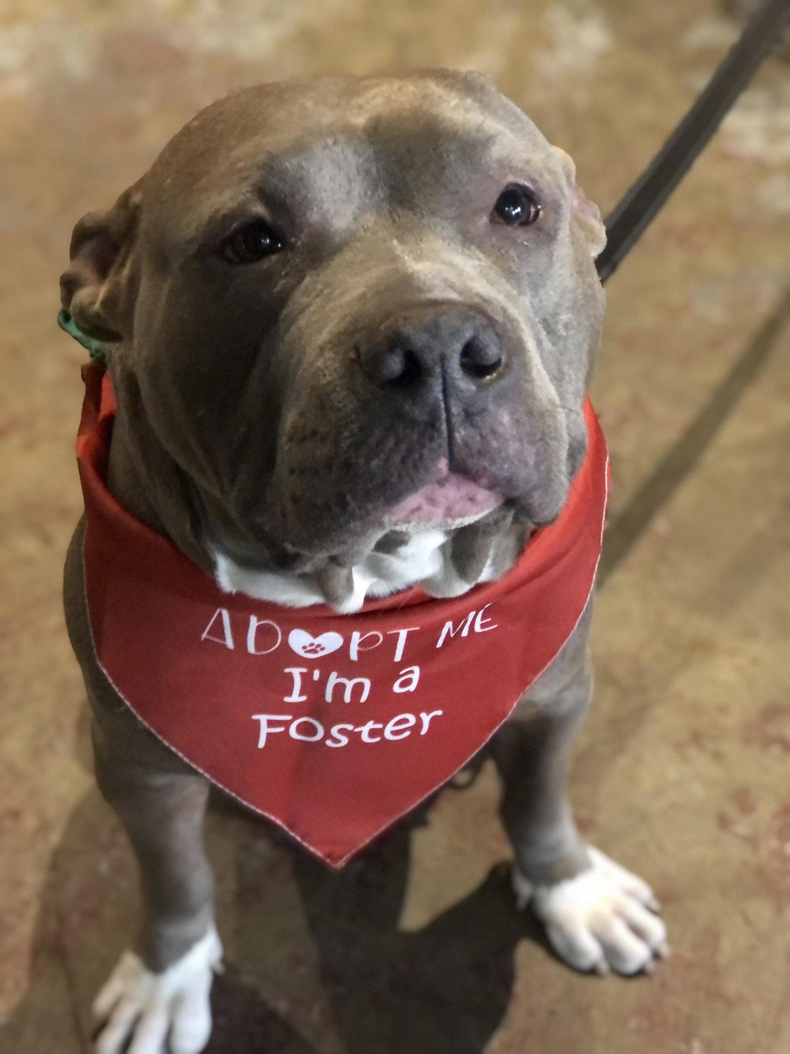 Jazz, a Adopted Pit Bull Terrier in Rockville, MD image 1/3