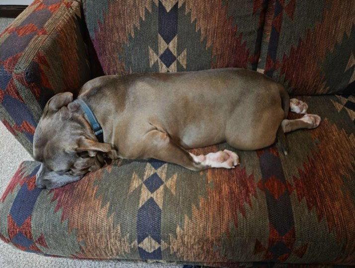 Jazz, a Adopted Pit Bull Terrier in Rockville, MD image 2/3