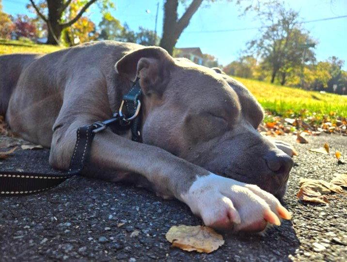 Jazz, a Adopted Pit Bull Terrier in Rockville, MD image 3/3