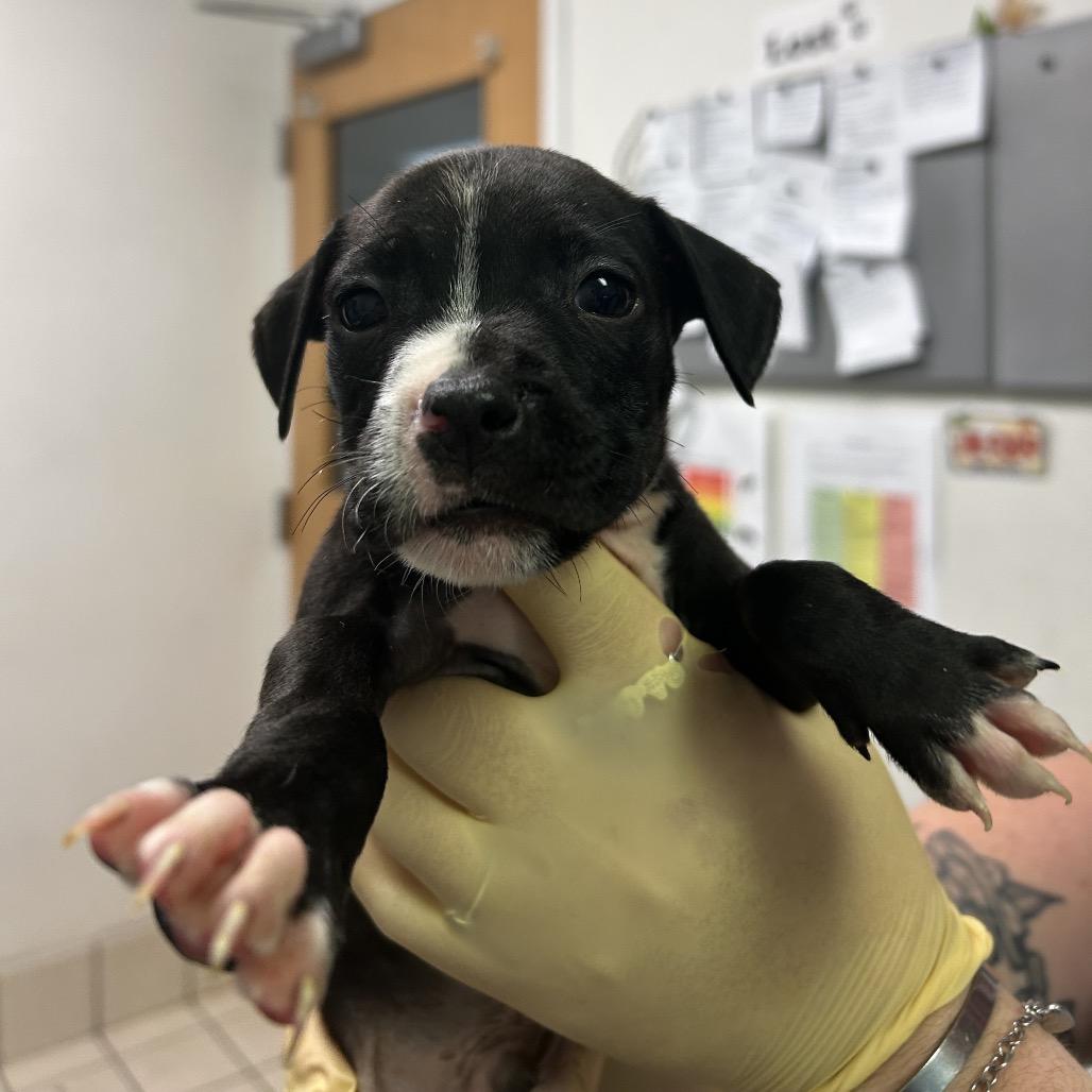 Hash-Slinging Slasher, Adoptable, Puppy Male Mixed Breed.