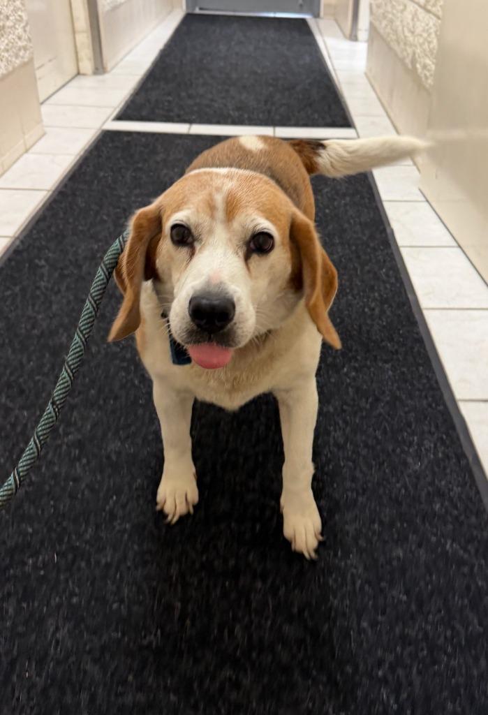 WANDA, Adoptable, Senior Female Beagle.