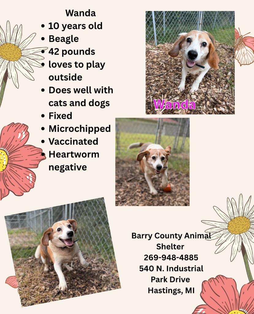 Enlarge WANDA, a Adoptable Beagle in Hastings, MI image 2/2