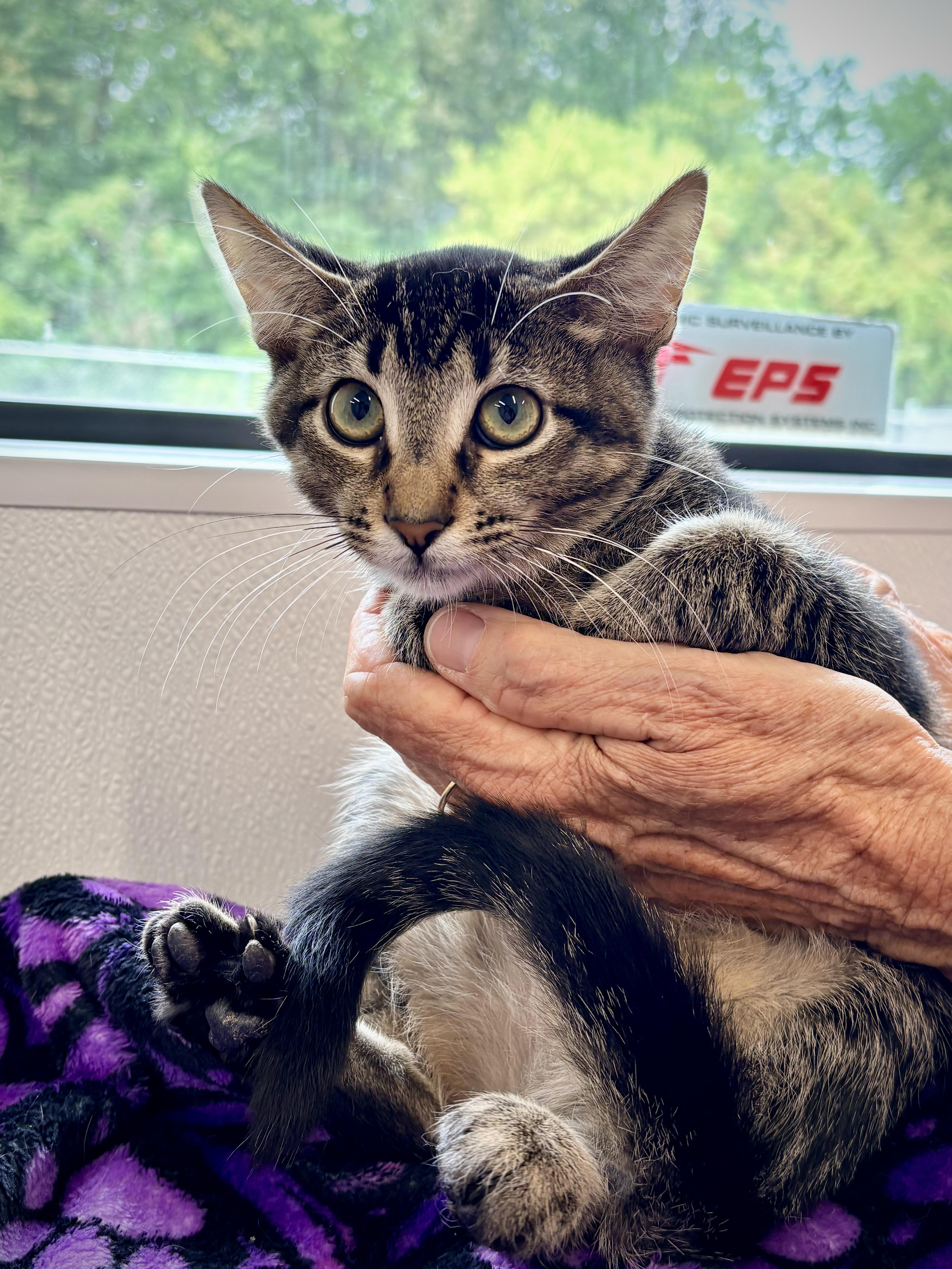 Enlarge Jerico, a Adoptable Domestic Short Hair in Kalamazoo, MI image 2/2