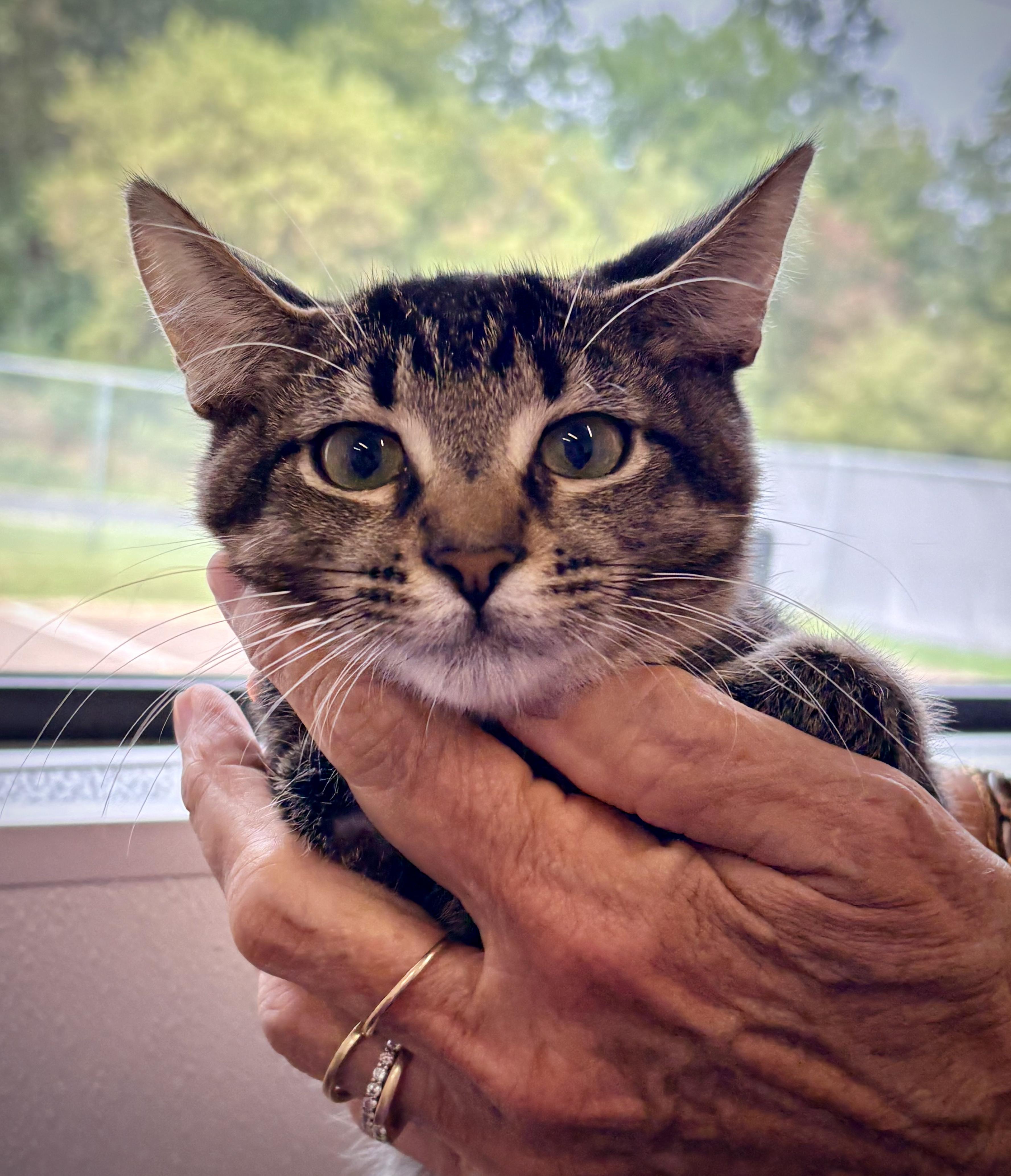Enlarge Jerico, a Adoptable Domestic Short Hair in Kalamazoo, MI image 1/2