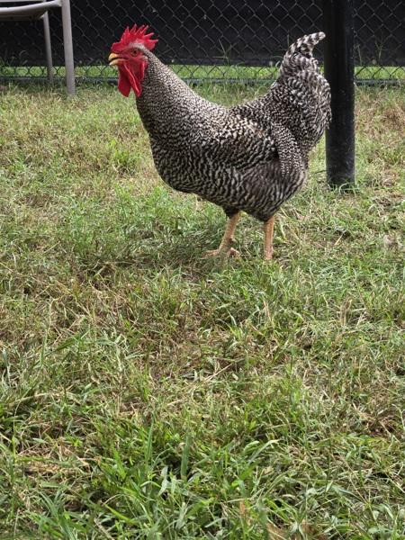 Enlarge Mr. Sparkles, a Adoptable mixed breed in Millersville, MD image 1/1
