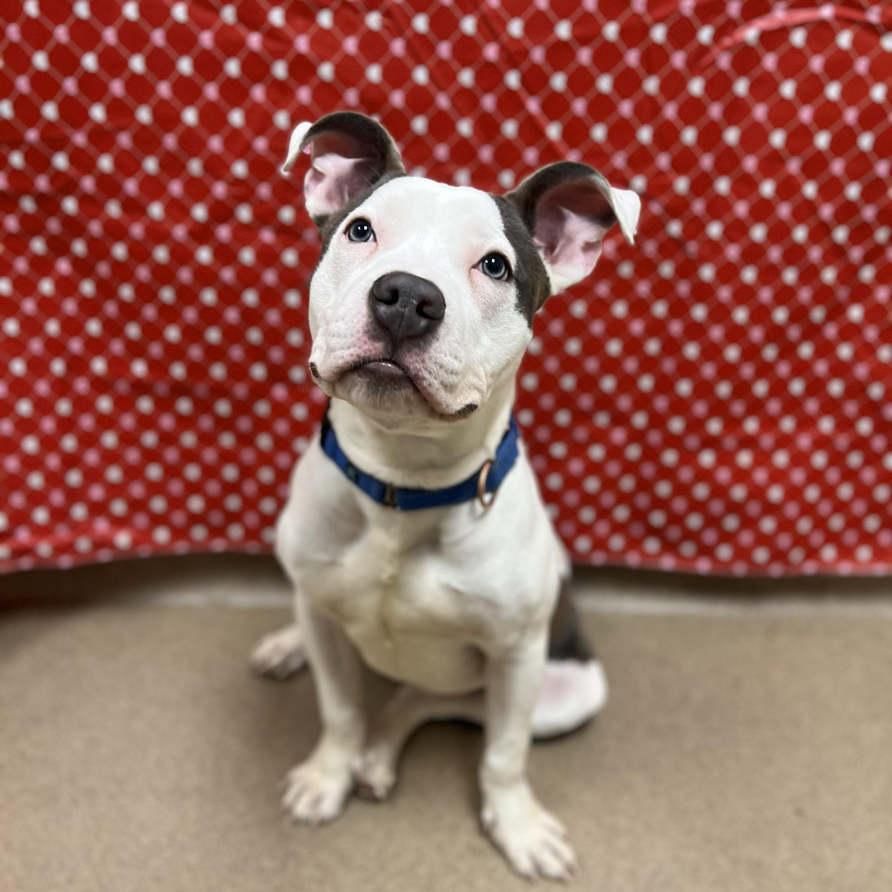 Enlarge Mateo - affectionate boy, good with other dogs!, a ADOPTABLE Mixed Breed in Oshkosh, WI image 5/5