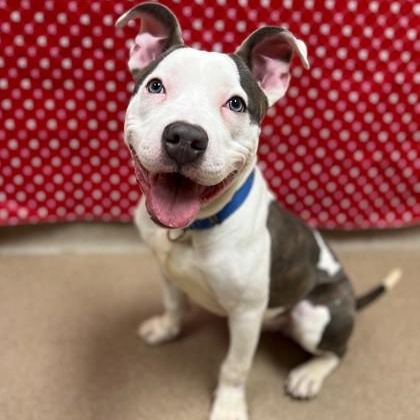 Enlarge Mateo - affectionate boy, good with other dogs!, a ADOPTABLE Mixed Breed in Oshkosh, WI image 1/5