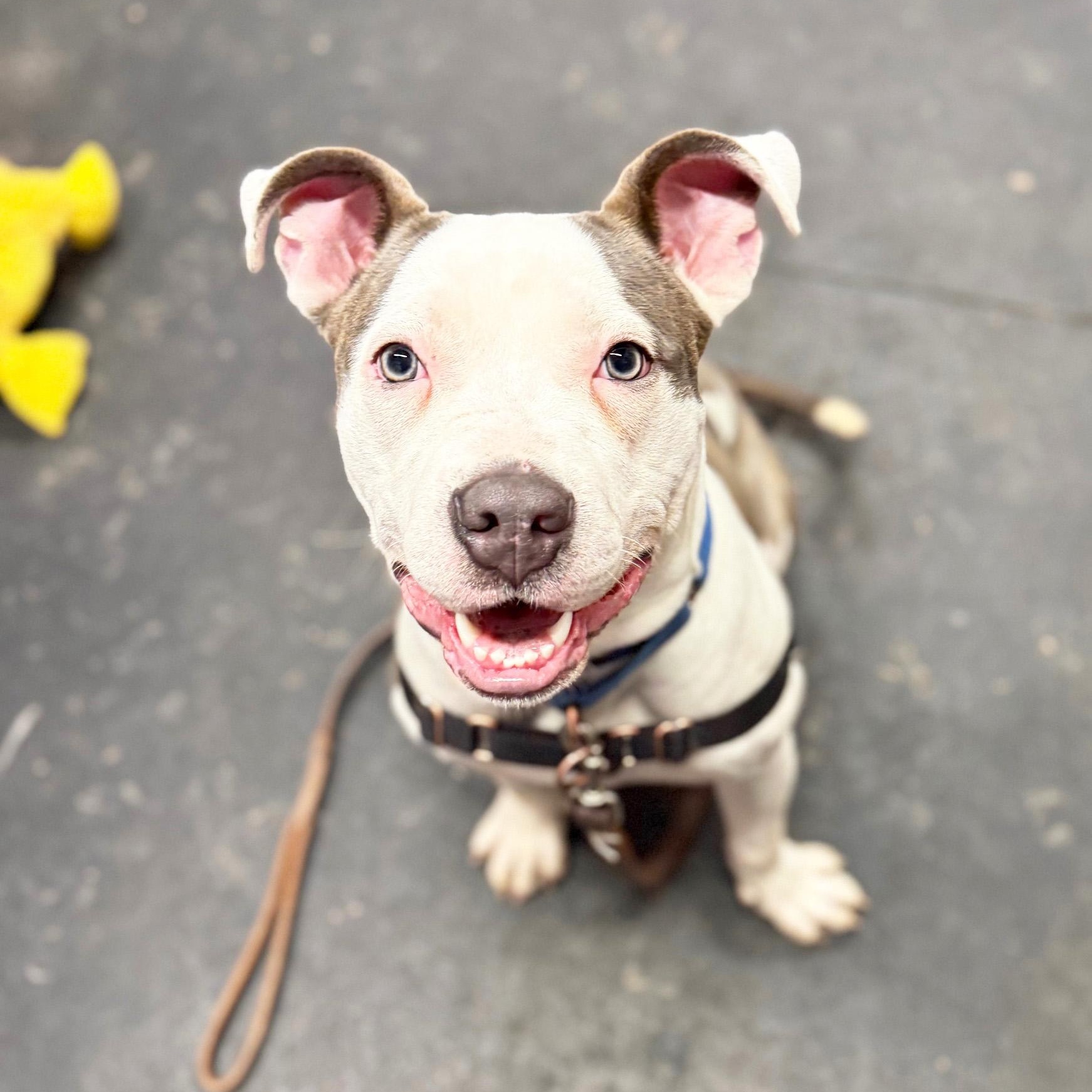 Enlarge Mateo - affectionate boy, good with other dogs!, a ADOPTABLE Mixed Breed in Oshkosh, WI image 3/5