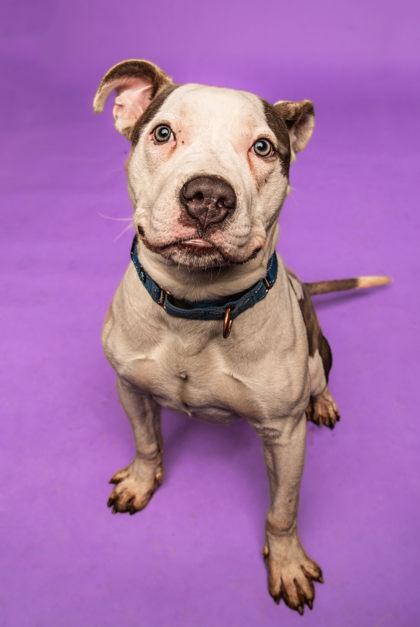 Enlarge Mateo - affectionate boy, good with other dogs!, a ADOPTABLE Mixed Breed in Oshkosh, WI image 2/5