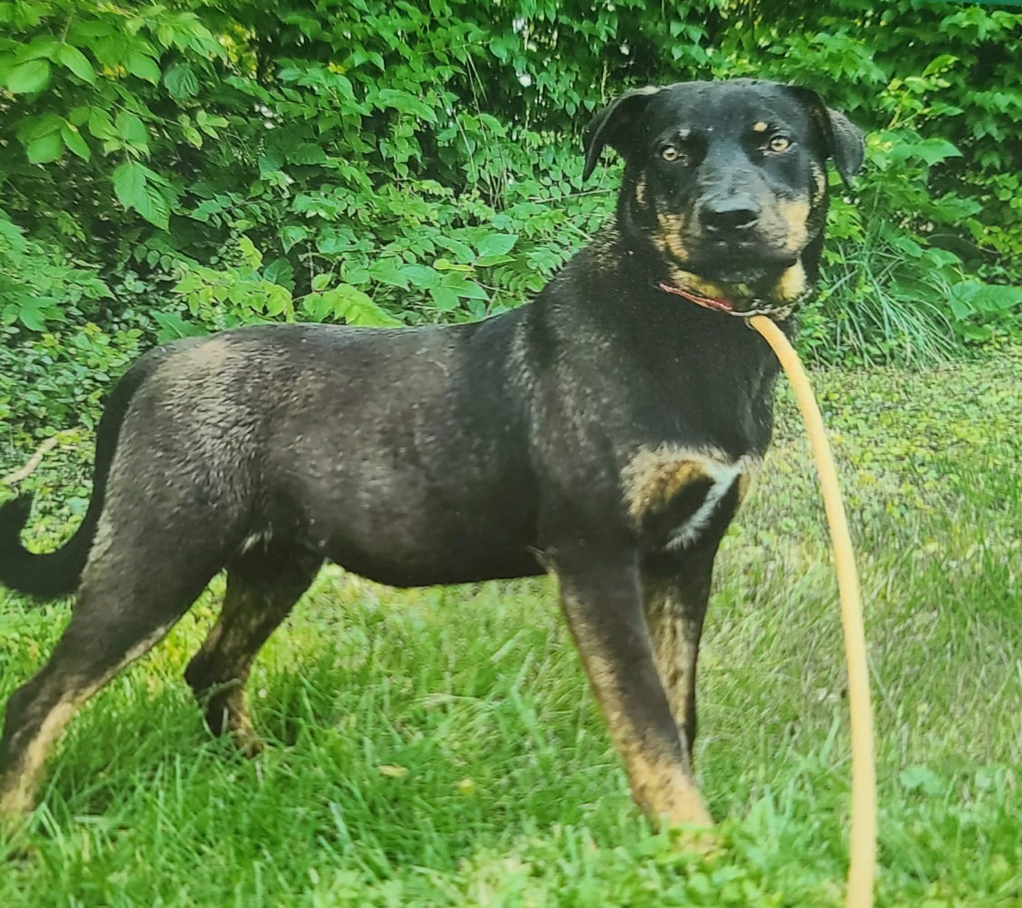 Enlarge Omer, an adoptable mixed breed in Harrodsburg, KY image 2/3
