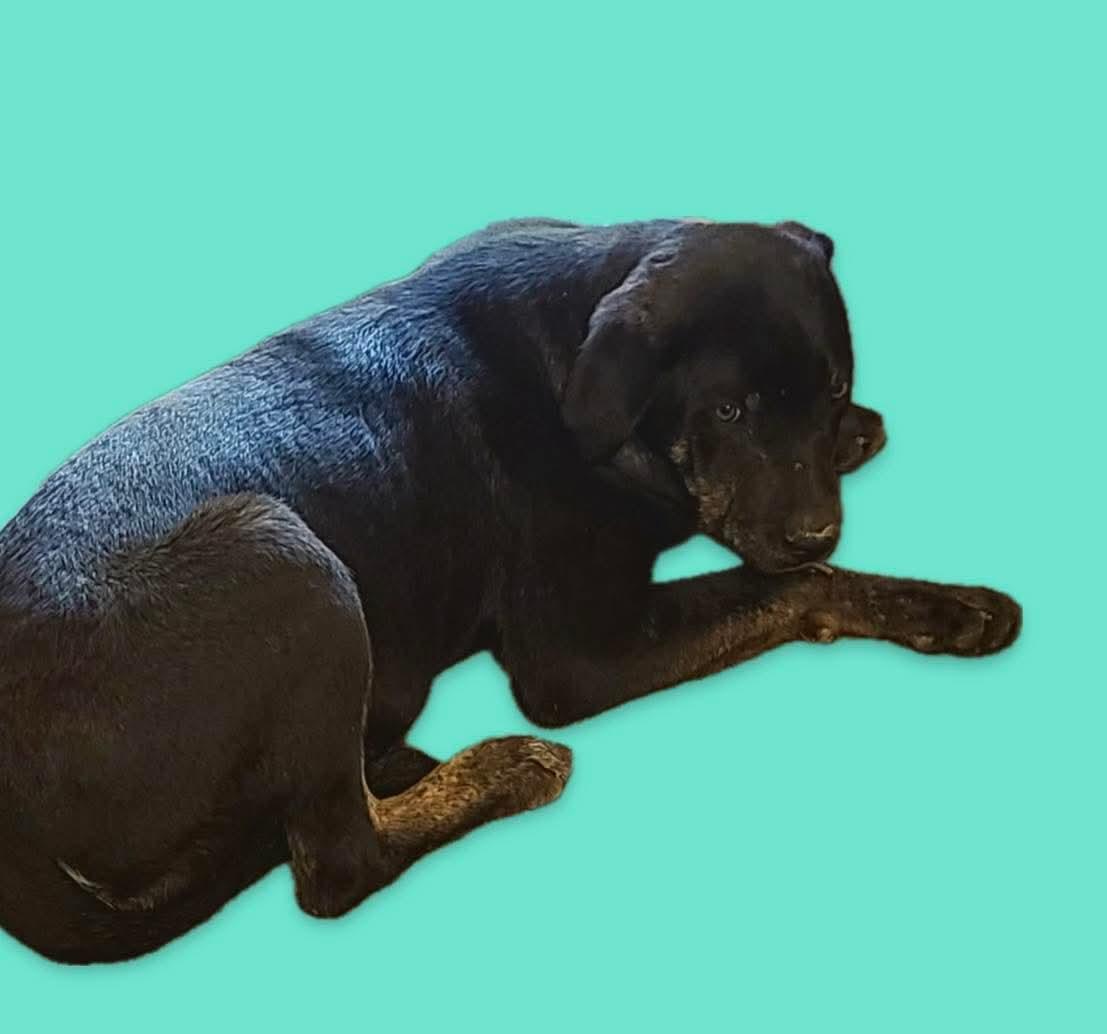 Omer, adoptable, Young Male Catahoula Leopard Dog & Australian Cattle Dog / Blue Heeler.