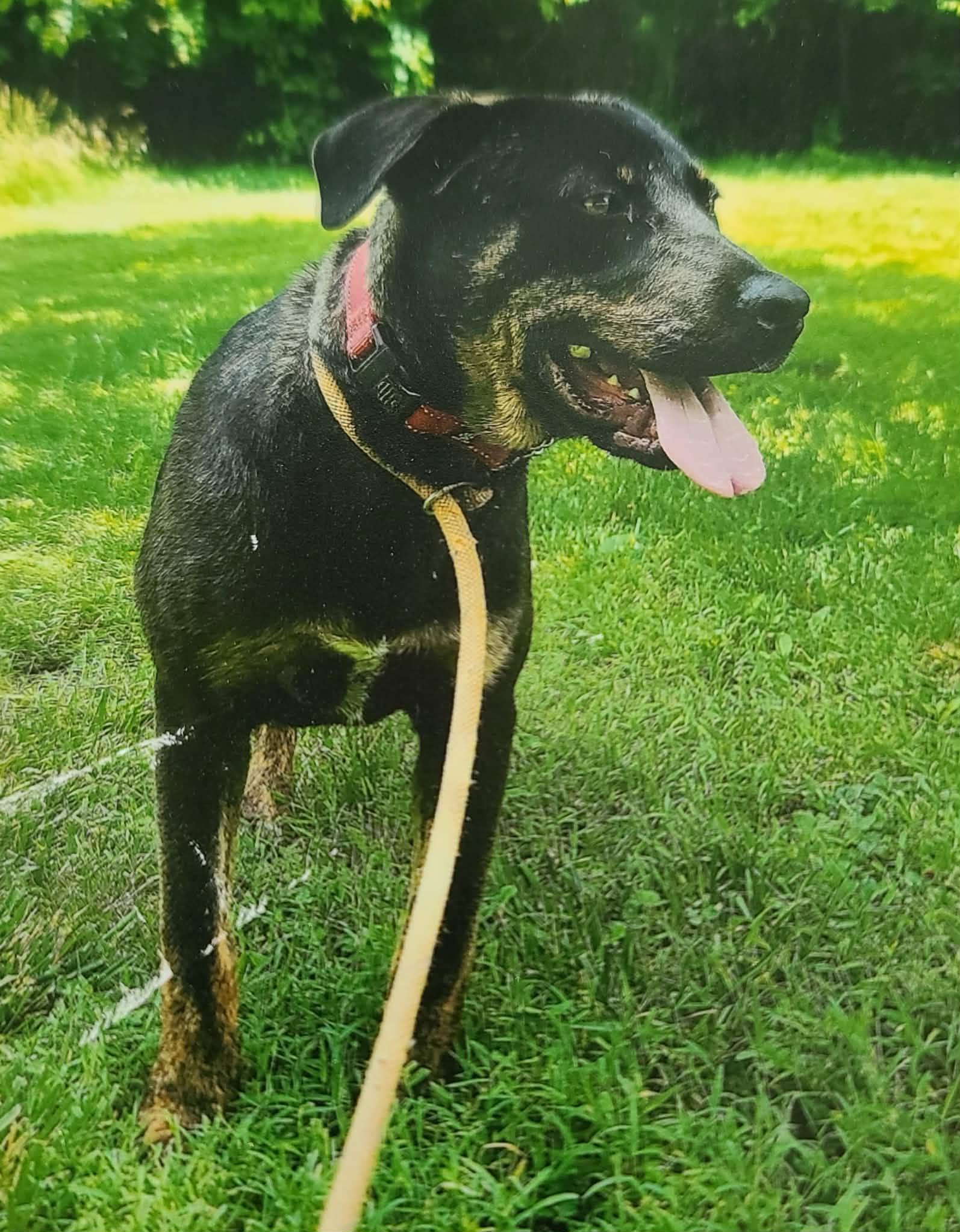 Omer, adoptable, Young Male Catahoula Leopard Dog & Australian Cattle Dog / Blue Heeler.