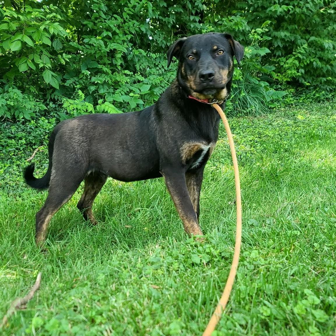 Enlarge Omer, an adoptable mixed breed in Harrodsburg, KY image 3/3